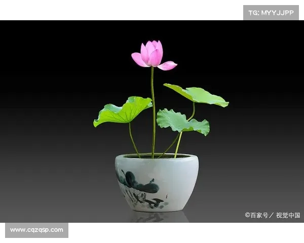 卷帘绿魔的养护秘诀与生态特性全面解析技巧揭秘 卷帘绿魔的养护秘诀与生态特性全面解析技巧揭秘